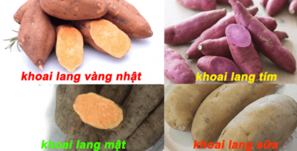 THUỐC QUÝ TỪ KHOAI LANG