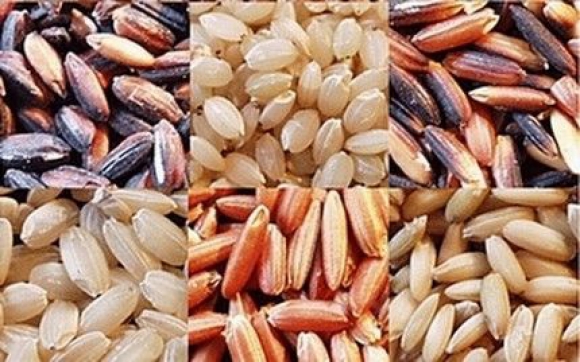 GẠO LỨT KIỆN TỲ VỊ, DƯỠNG HUYẾT